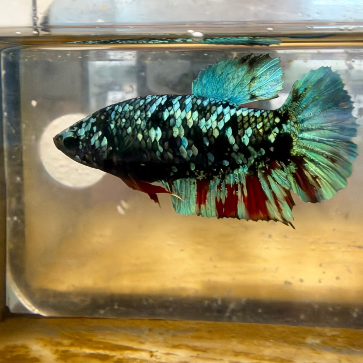 Betta Female Plakat Avatar Nebula #Au40