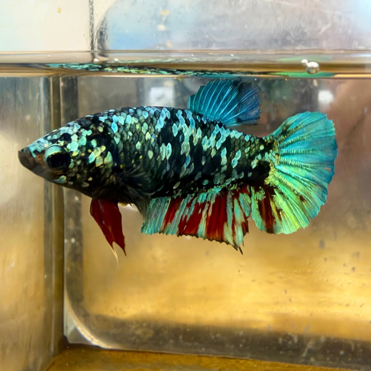 Betta Female Plakat Avatar Nebula #Au40