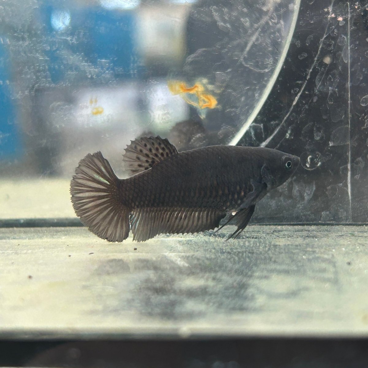 Betta Female Plakat Black D03