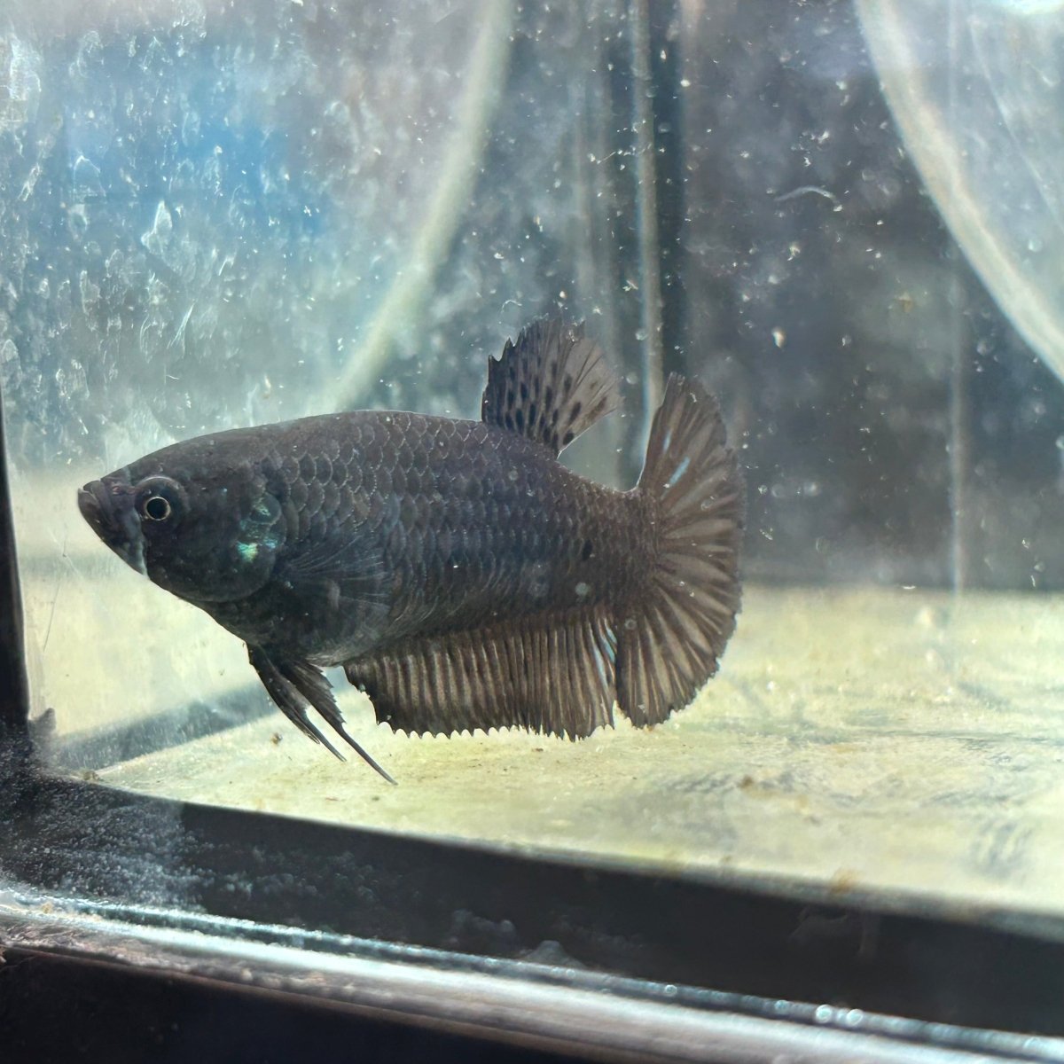 Betta Female Plakat Black D03