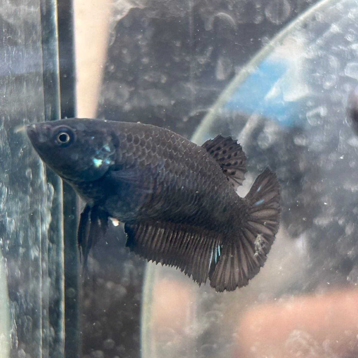 Betta Female Plakat Black D03