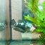 Betta Female Plakat Black Mamba Samurai 080