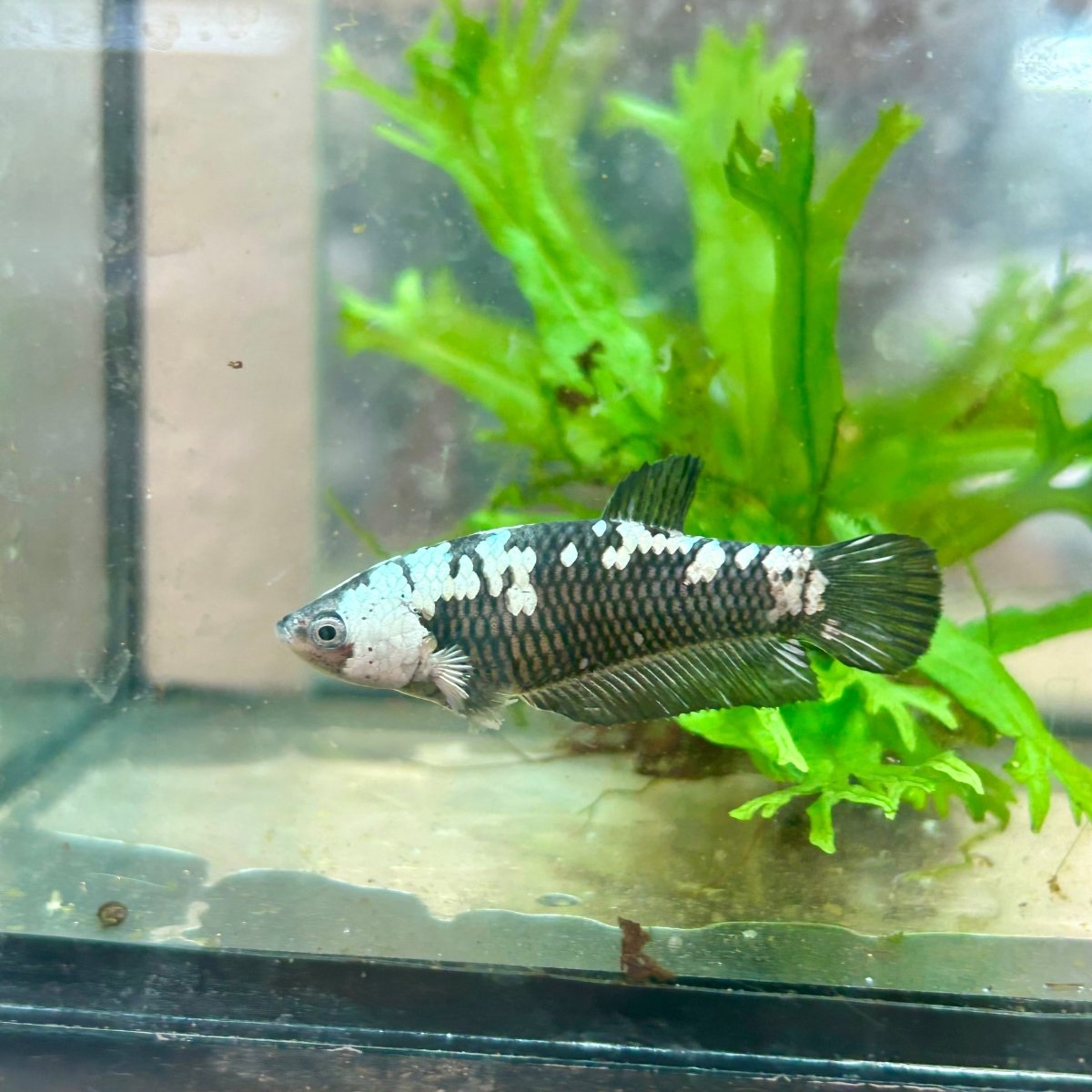 Betta Female Plakat Black Mamba Samurai 080