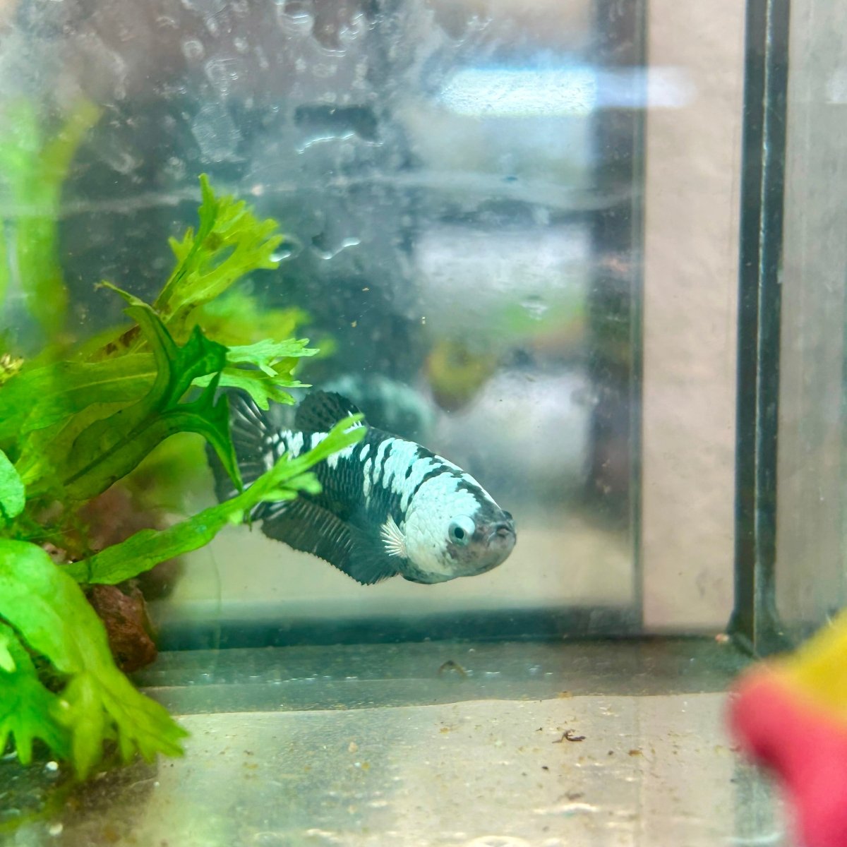 Betta Female Plakat Black Mamba Samurai 080