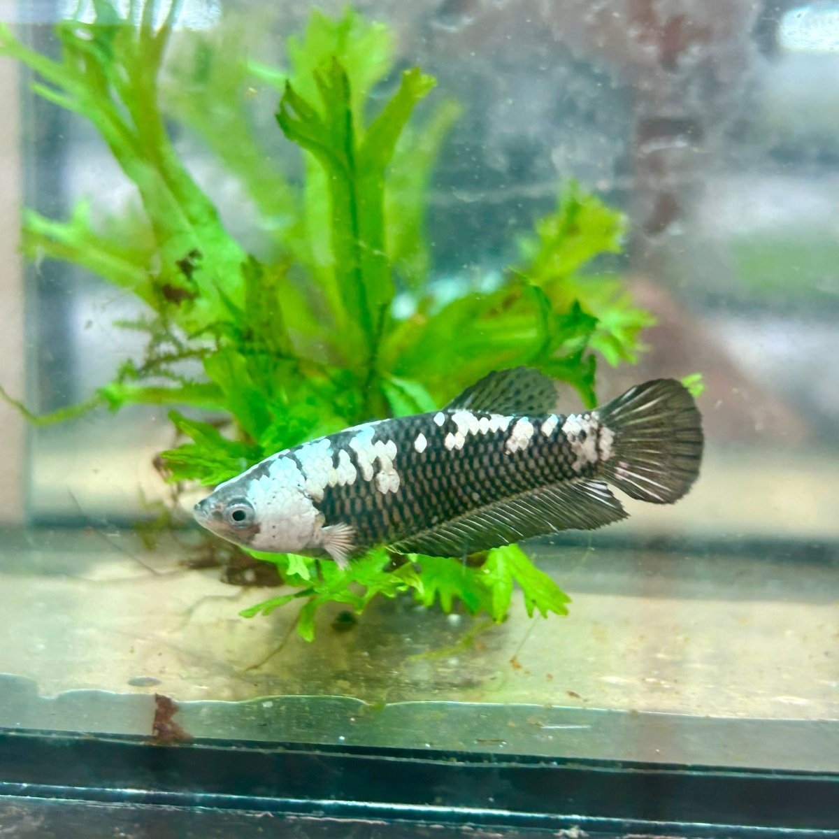 Betta Female Plakat Black Mamba Samurai 080