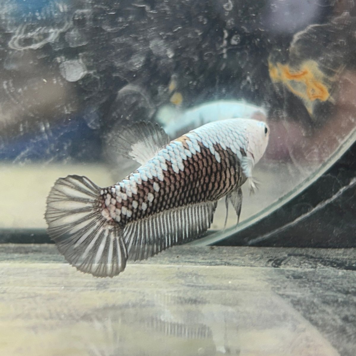 Betta Female Plakat Black Mamba Samurai D13