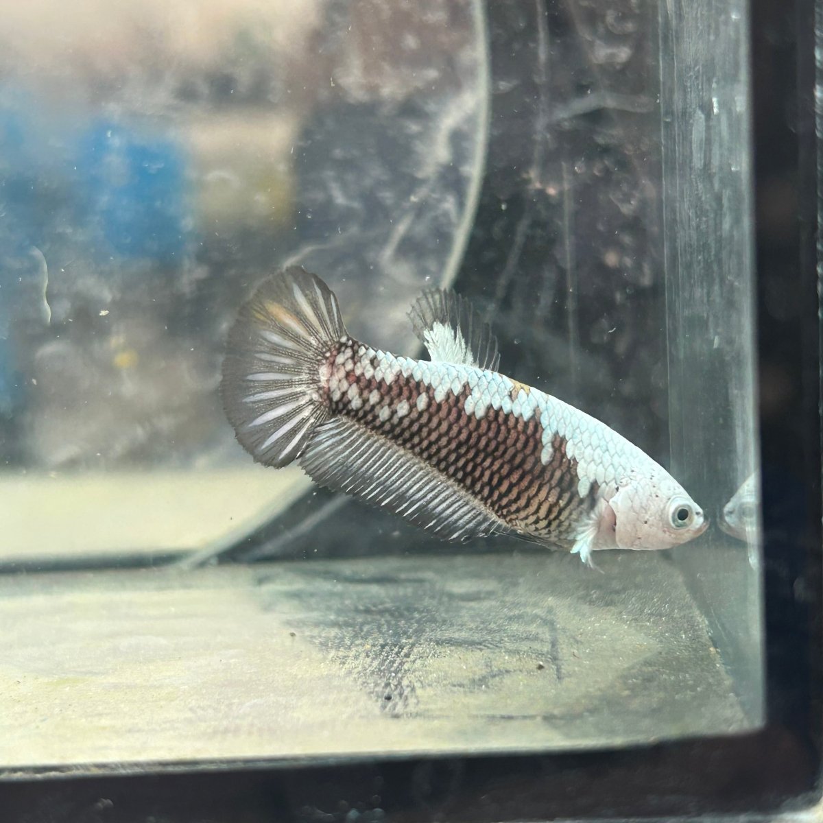 Betta Female Plakat Black Mamba Samurai D13