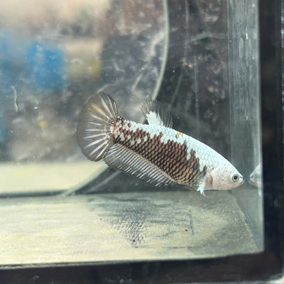 Betta Female Plakat Black Mamba Samurai D13