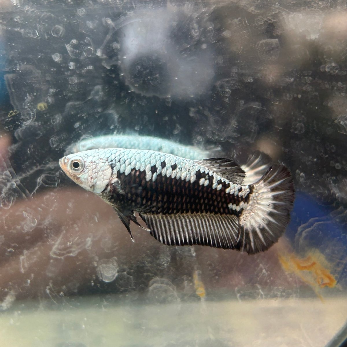 Betta Female Plakat Black Mamba Samurai N57