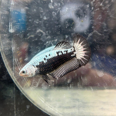 Betta Female Plakat Black Mamba Samurai N57