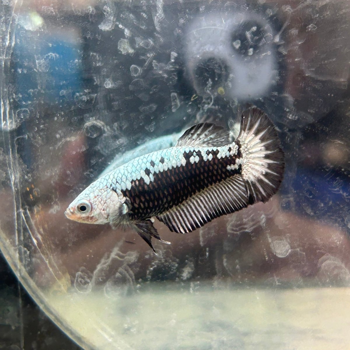 Betta Female Plakat Black Mamba Samurai N57