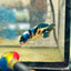 Betta Female Plakat Black Yellow Koi 170