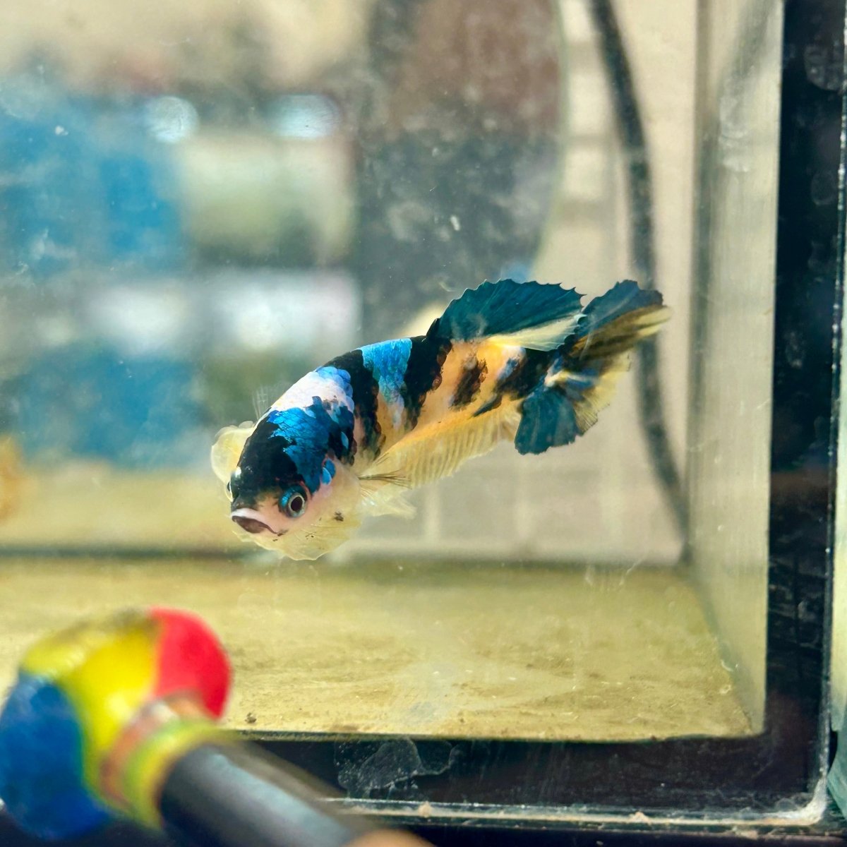 Betta Female Plakat Black Yellow Koi 170