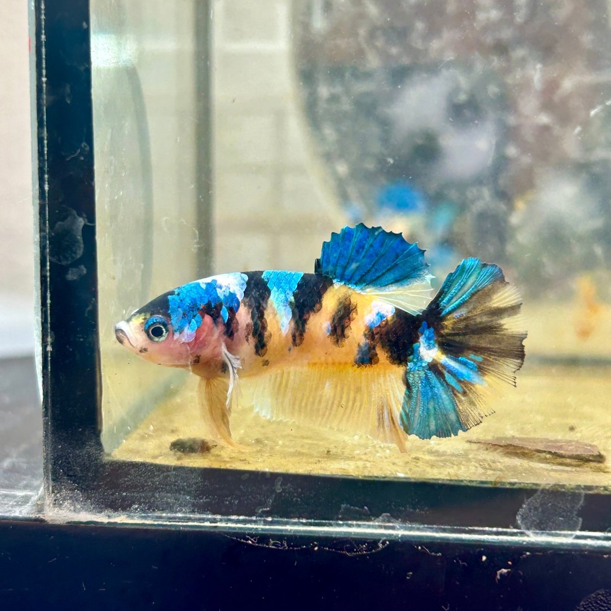 Betta Female Plakat Black Yellow Koi 170