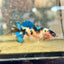Betta Female Plakat Black Yellow Koi 170