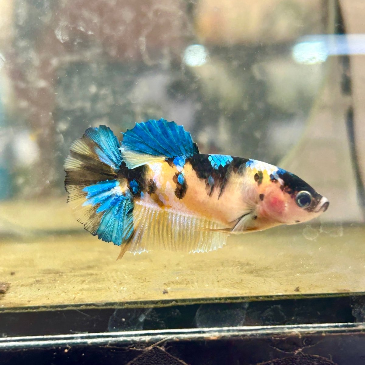 Betta Female Plakat Black Yellow Koi 170