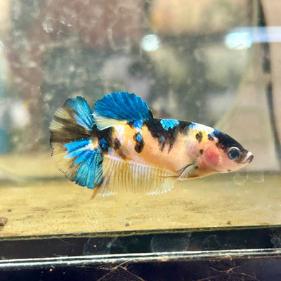 Betta Female Plakat Black Yellow Koi 170