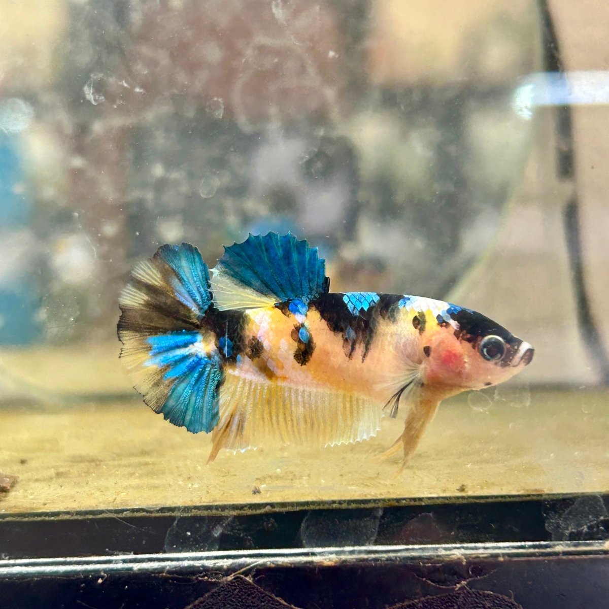 Betta Female Plakat Black Yellow Koi 170