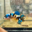 Betta Female Plakat Black Yellow Koi 170