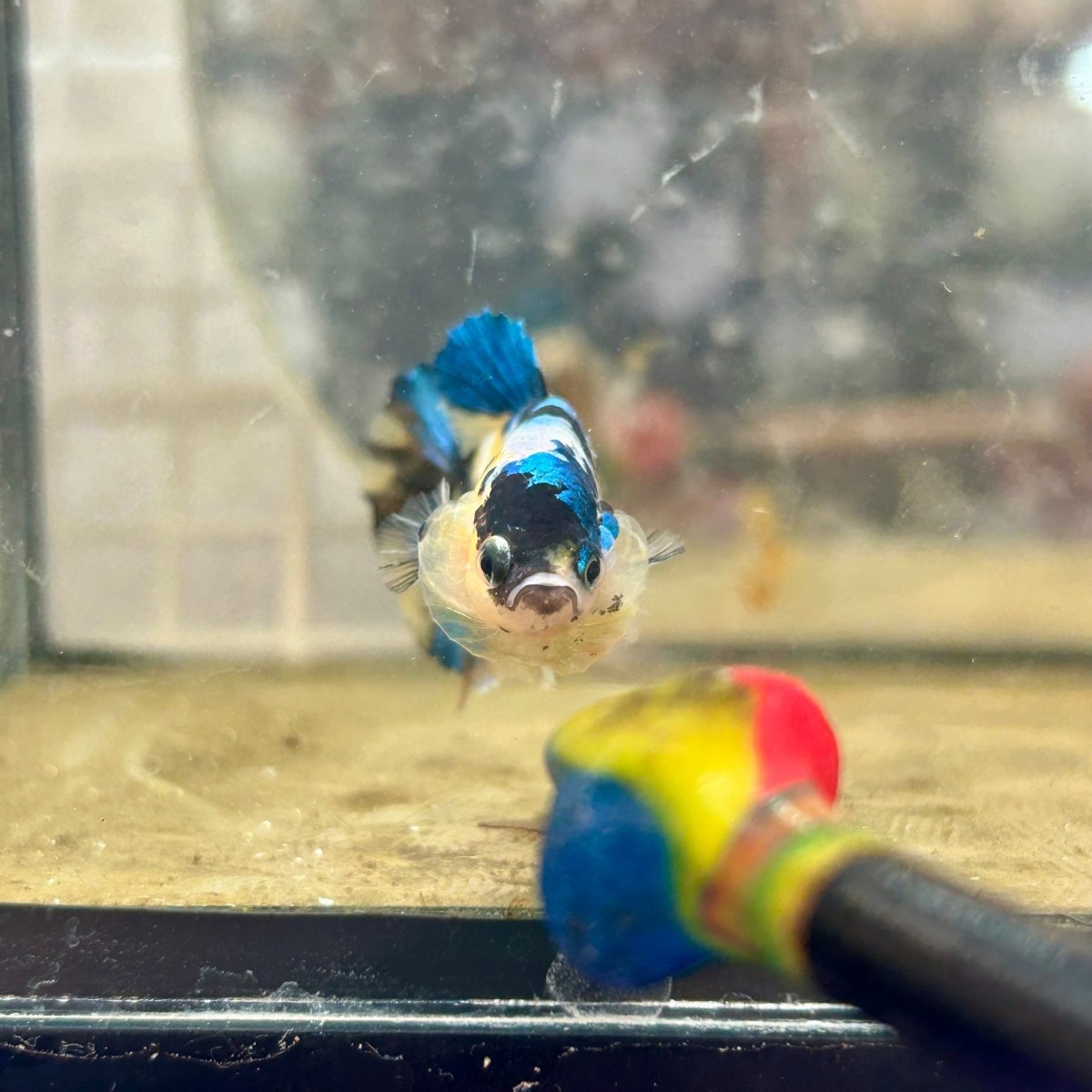 Betta Female Plakat Black Yellow Koi 170