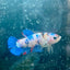 Betta Female Plakat Candy Koi 138