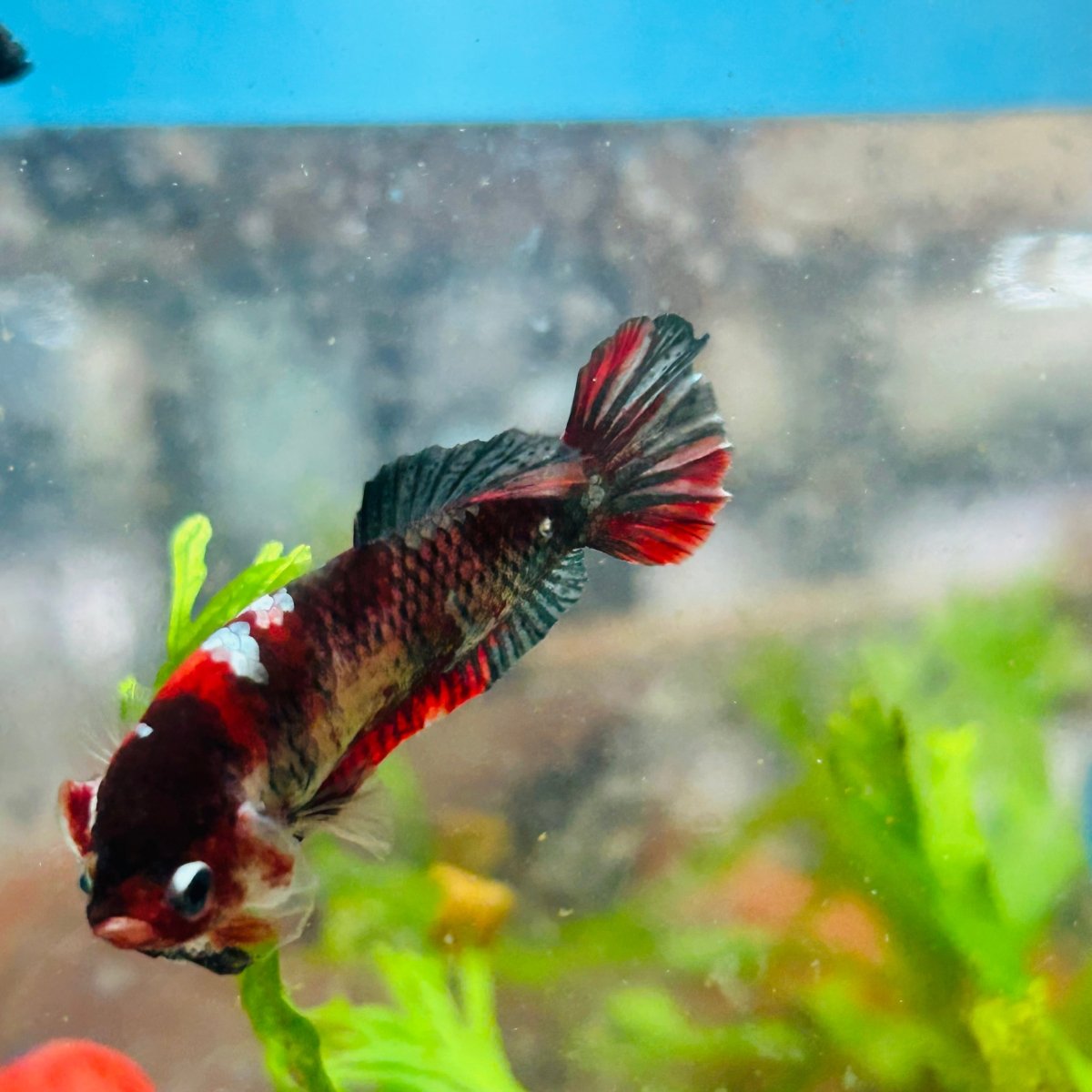 Betta Female Plakat Koi Red Copper 025
