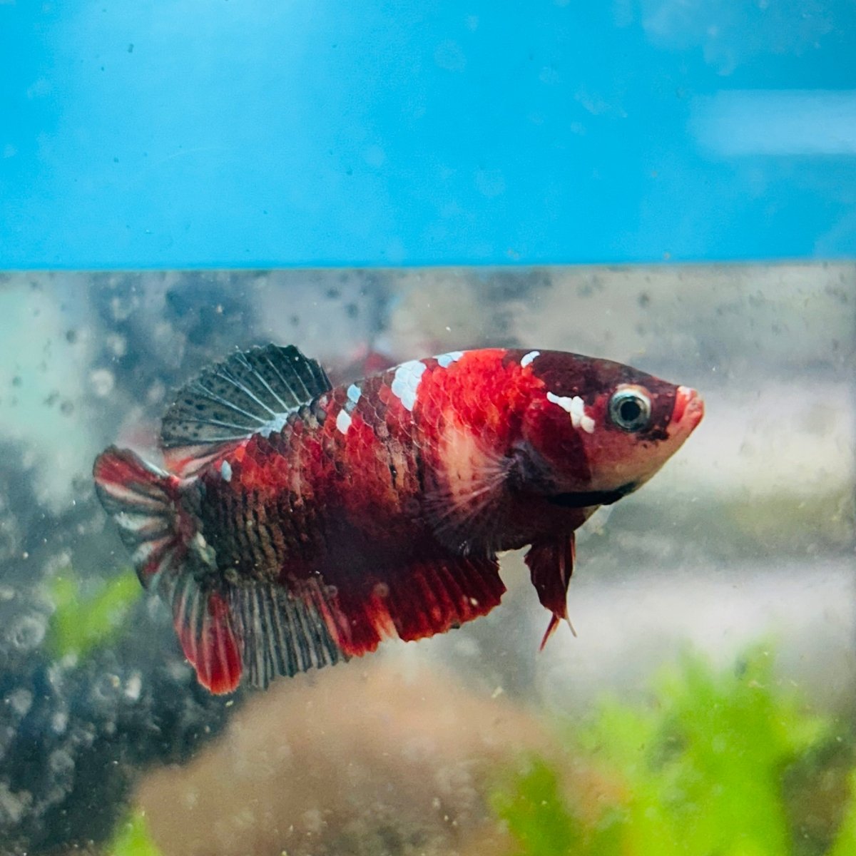 Betta Female Plakat Koi Red Copper 025