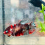 Betta Female Plakat Koi Red Copper 025