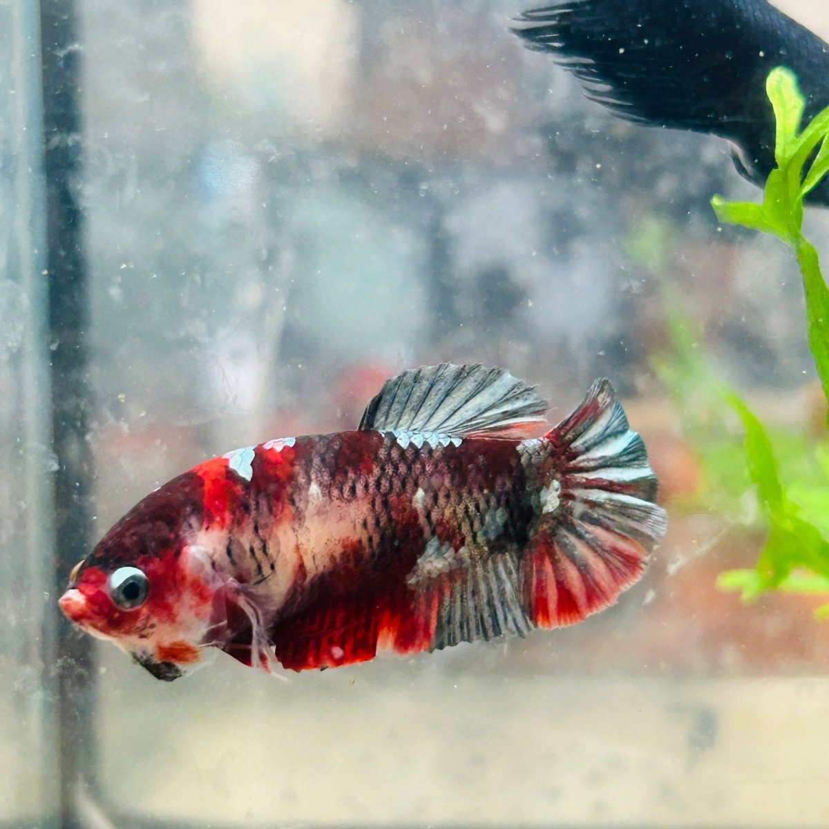 Betta Female Plakat Koi Red Copper 025