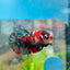 Betta Female Plakat Koi Red Copper 025