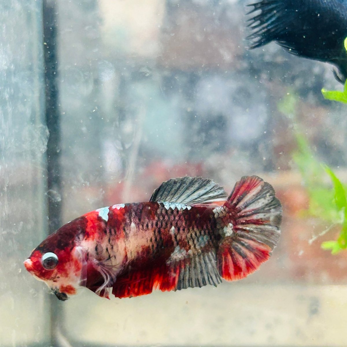 Betta Female Plakat Koi Red Copper 025