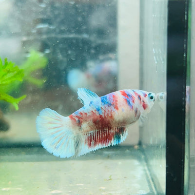 Betta Female Plakat Koi Red Snow 029