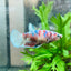 Betta Female Plakat Koi Red Snow 029