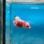 Betta Female Plakat Koi Red Snow 194