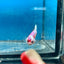 Betta Female Plakat Koi Red Snow 194