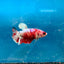 Betta Female Plakat Koi Red Snow 194