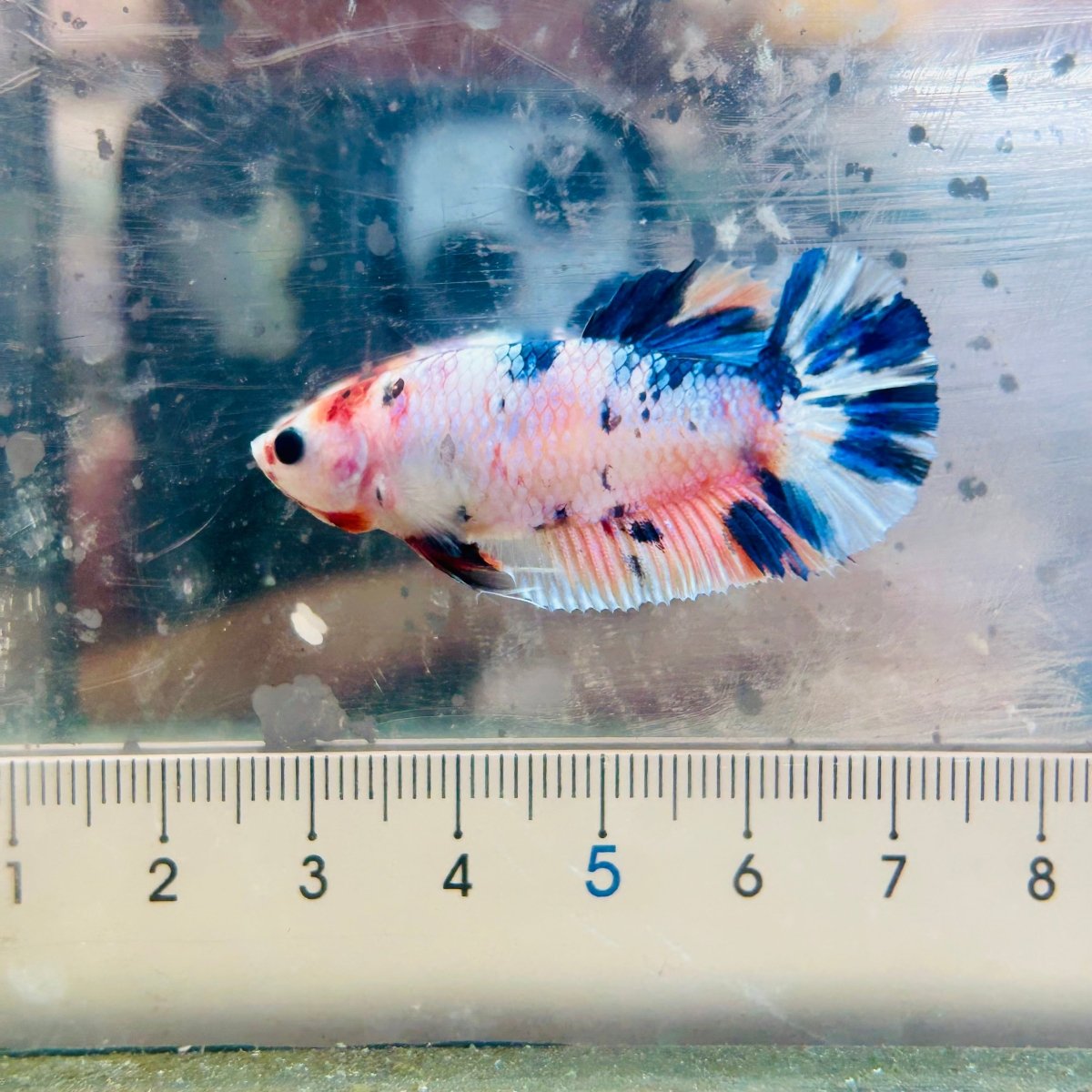Betta Female Plakat Metallic Candy #144