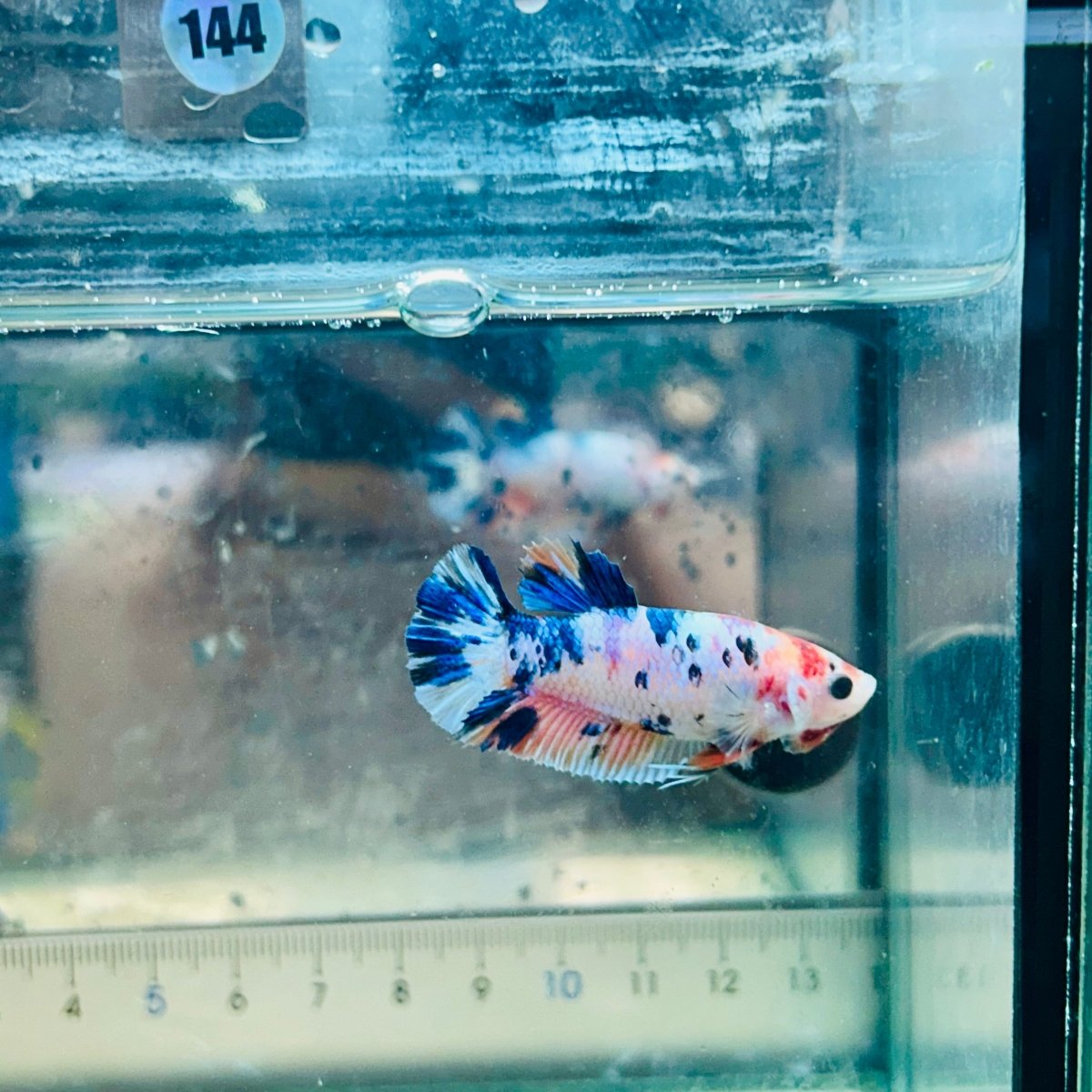 Betta Female Plakat Metallic Candy #144