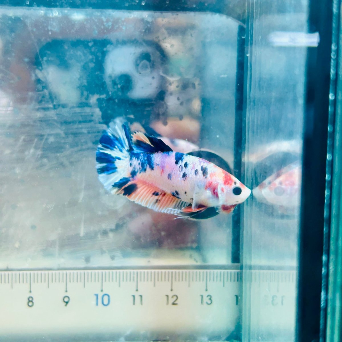 Betta Female Plakat Metallic Candy #144