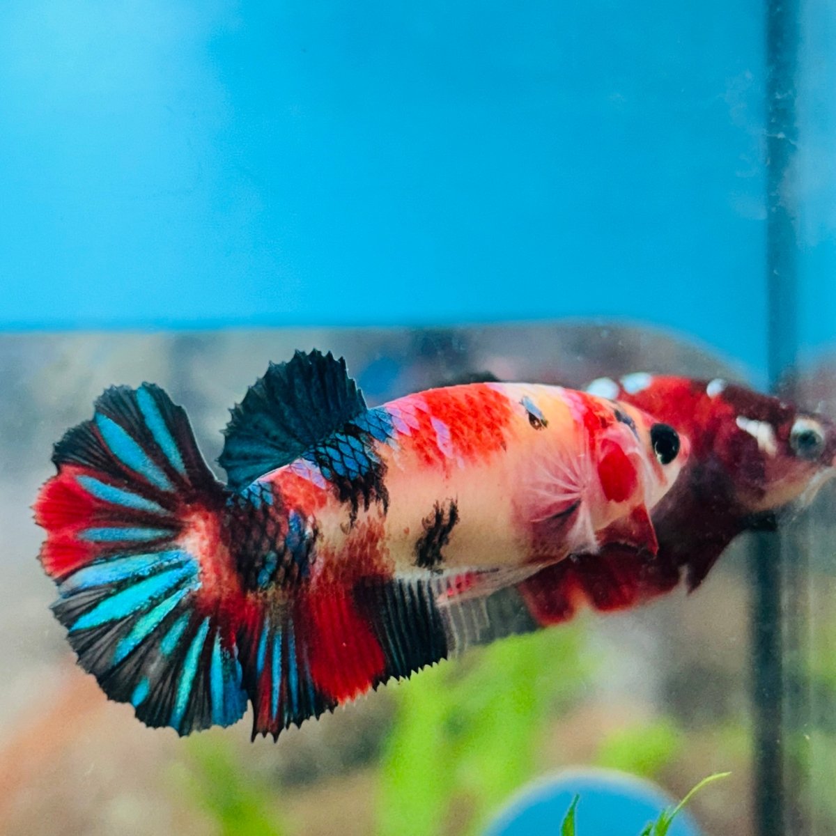 Betta Female Plakat Multicolor 111