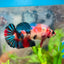 Betta Female Plakat Multicolor 111