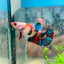 Betta Female Plakat Multicolor 111