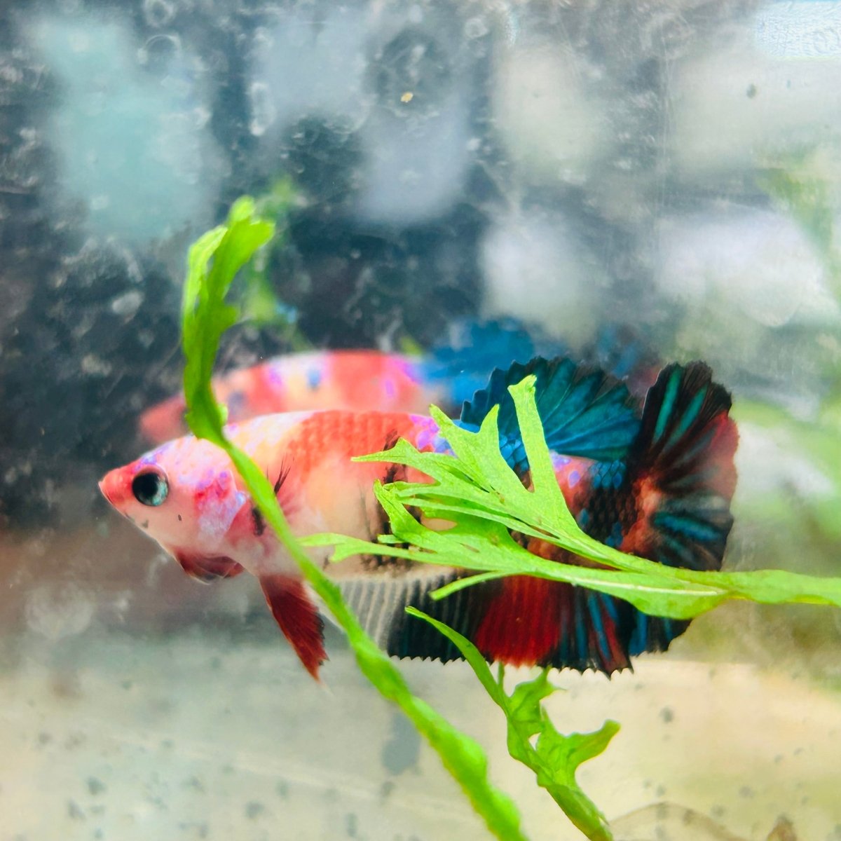 Betta Female Plakat Multicolor 111