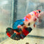 Betta Female Plakat Multicolor 111