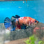 Betta Female Plakat Multicolor 196