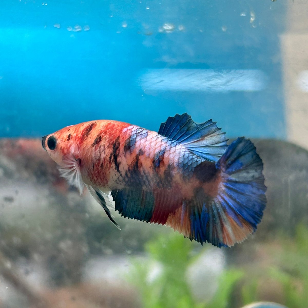 Betta Female Plakat Multicolor 196