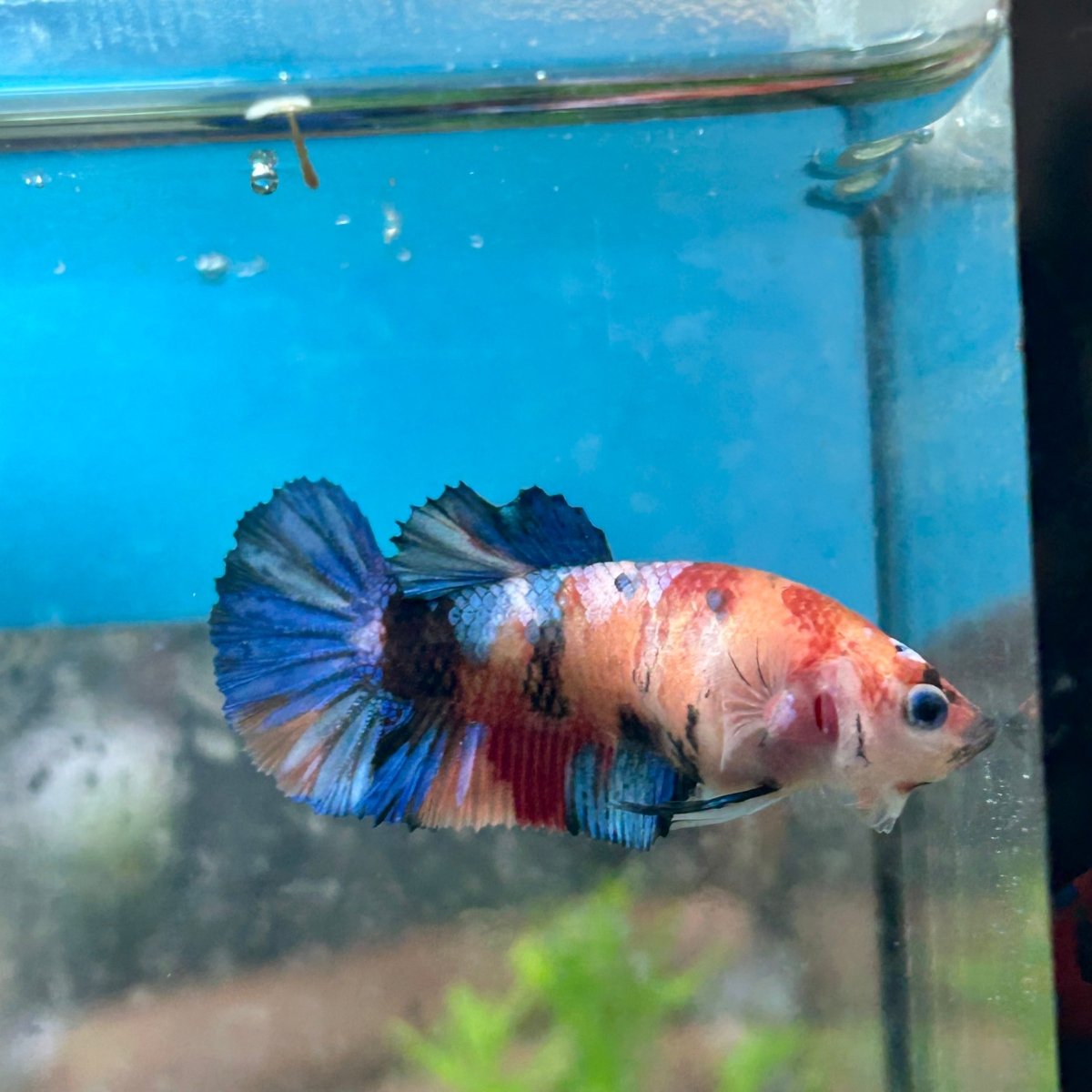 Betta Female Plakat Multicolor 196