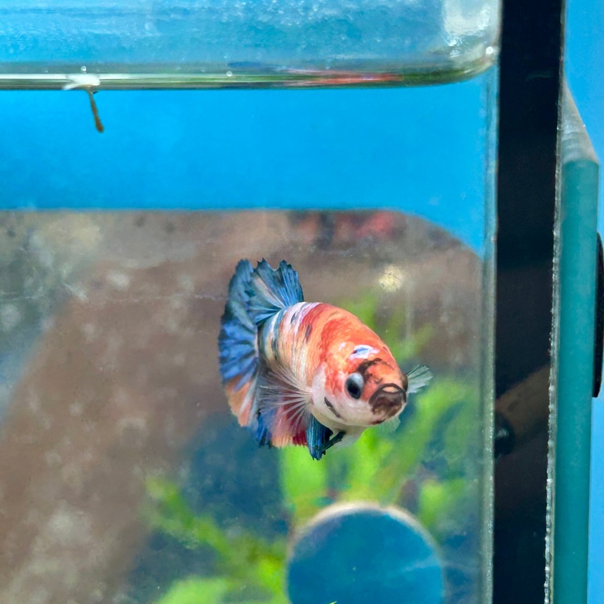 Betta Female Plakat Multicolor 196