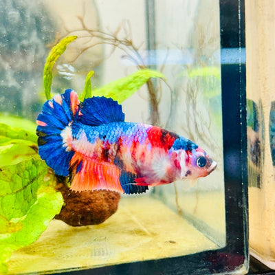 Betta Female Plakat Multicolor Candy 176 Breeder Grade