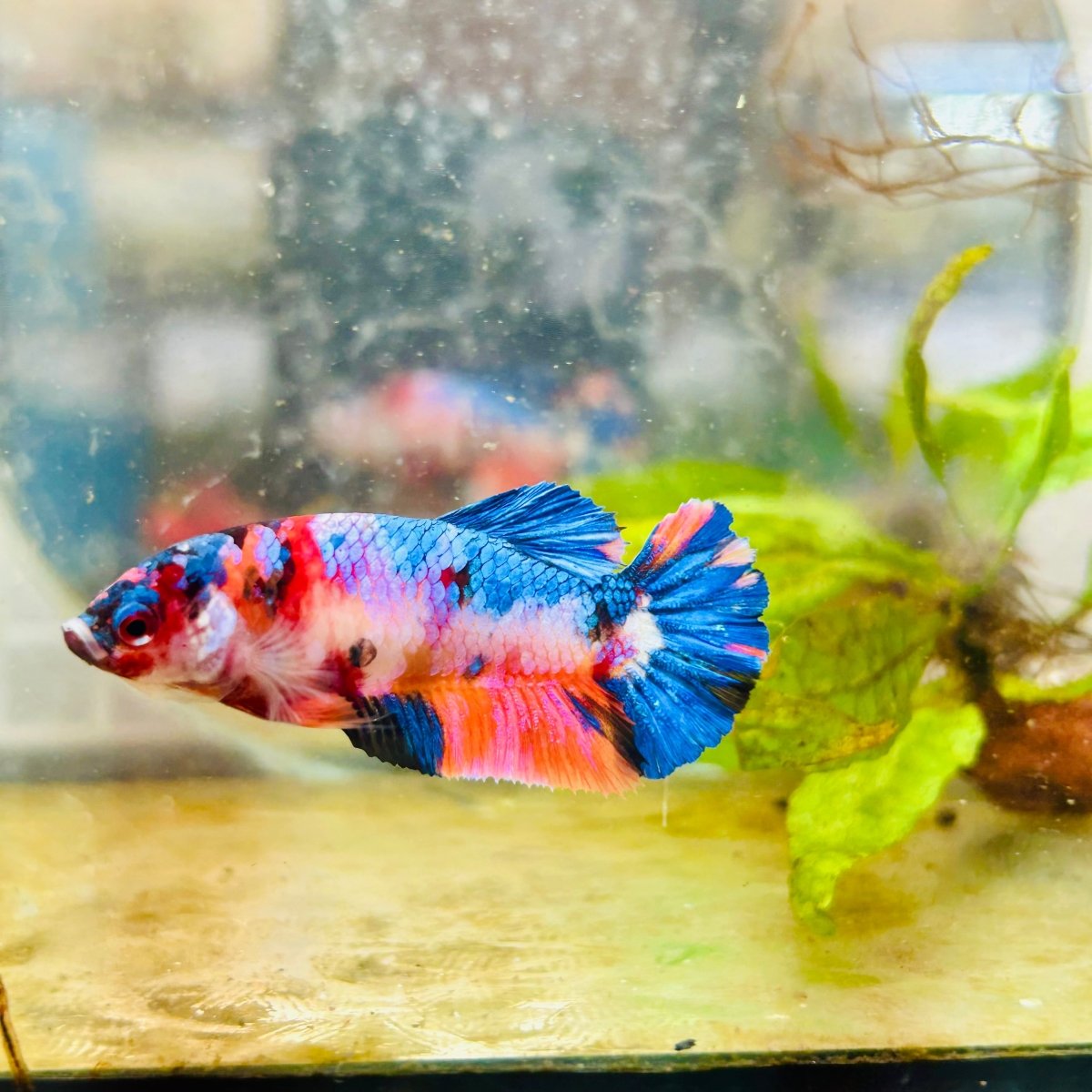 Betta Female Plakat Multicolor Candy 176 Breeder Grade
